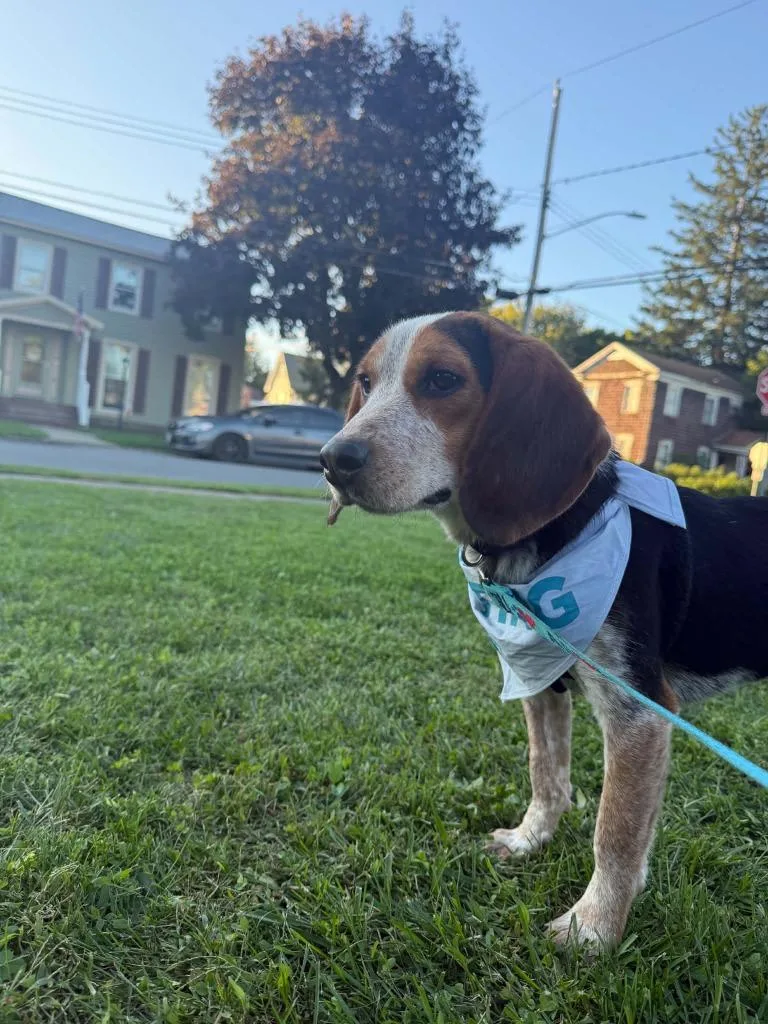 A young small-sized male Beagle dog named Eagle for adoption in Sprakers, NY