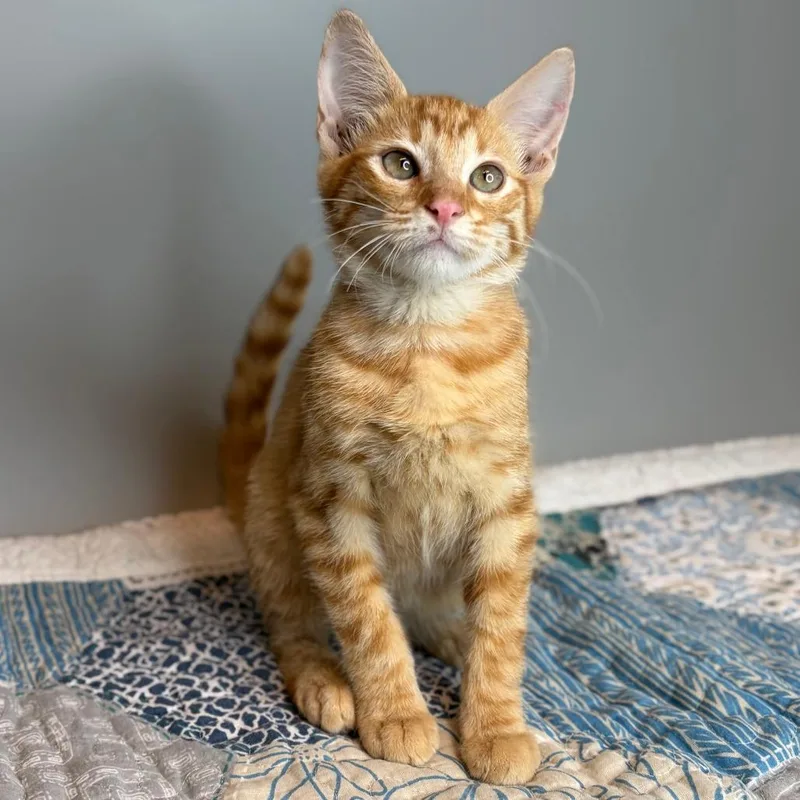 A baby medium-sized male Orange / Red Domestic Short Hair cat named Michael for adoption in San Antonio, TX