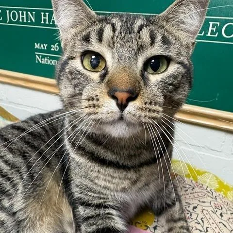 An adult large-sized male Brown / Chocolate Domestic Short Hair cat named Bottle Cap for adoption in Cincinnati, OH