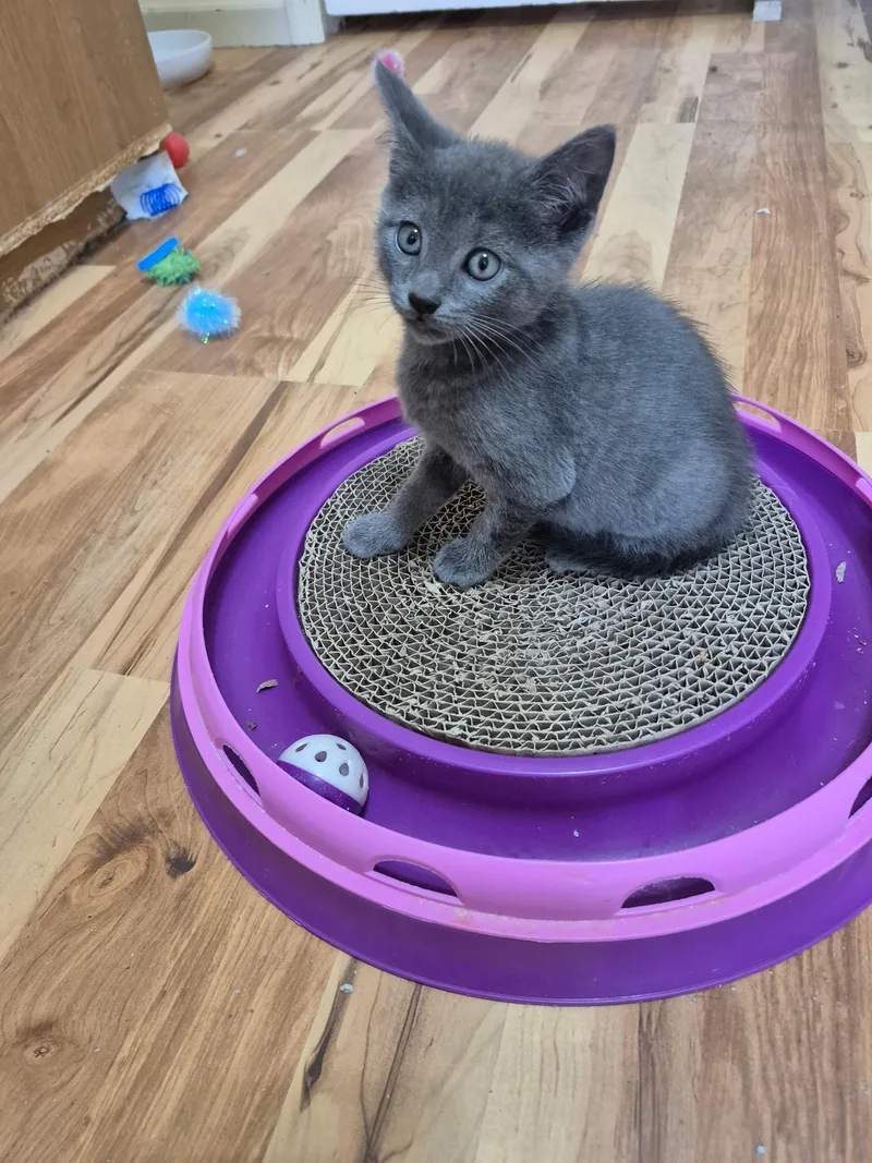 A baby medium-sized female Gray / Blue / Silver Domestic Short Hair cat named LuLu for adoption in Philadelphia, PA