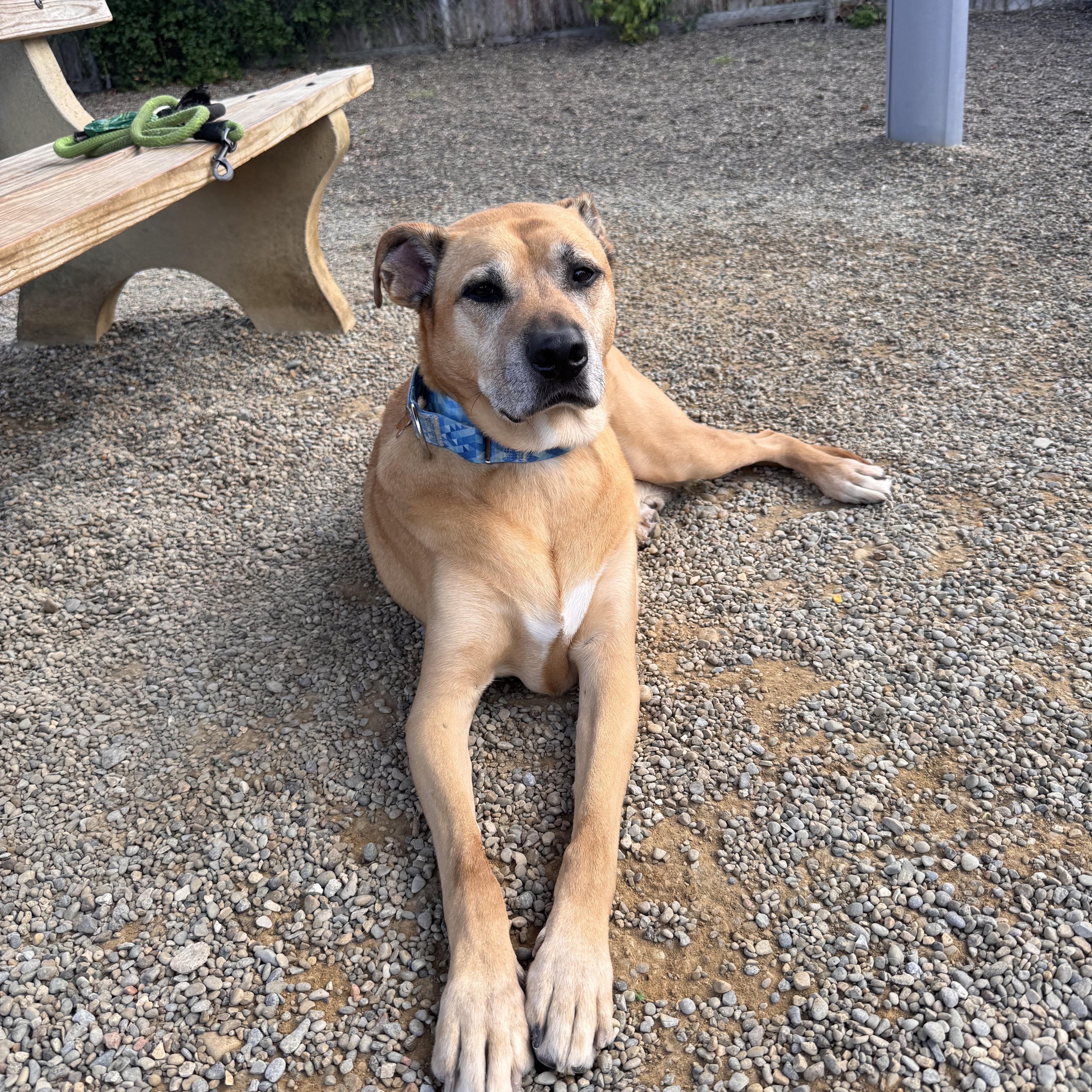 A senior large-sized male Black Mouth Cur dog named Von Dutch for adoption in Cincinnati, OH