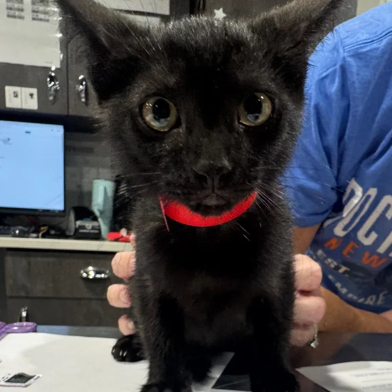 A baby small-sized female Black Domestic Short Hair cat named Demi for adoption in Tampa, FL