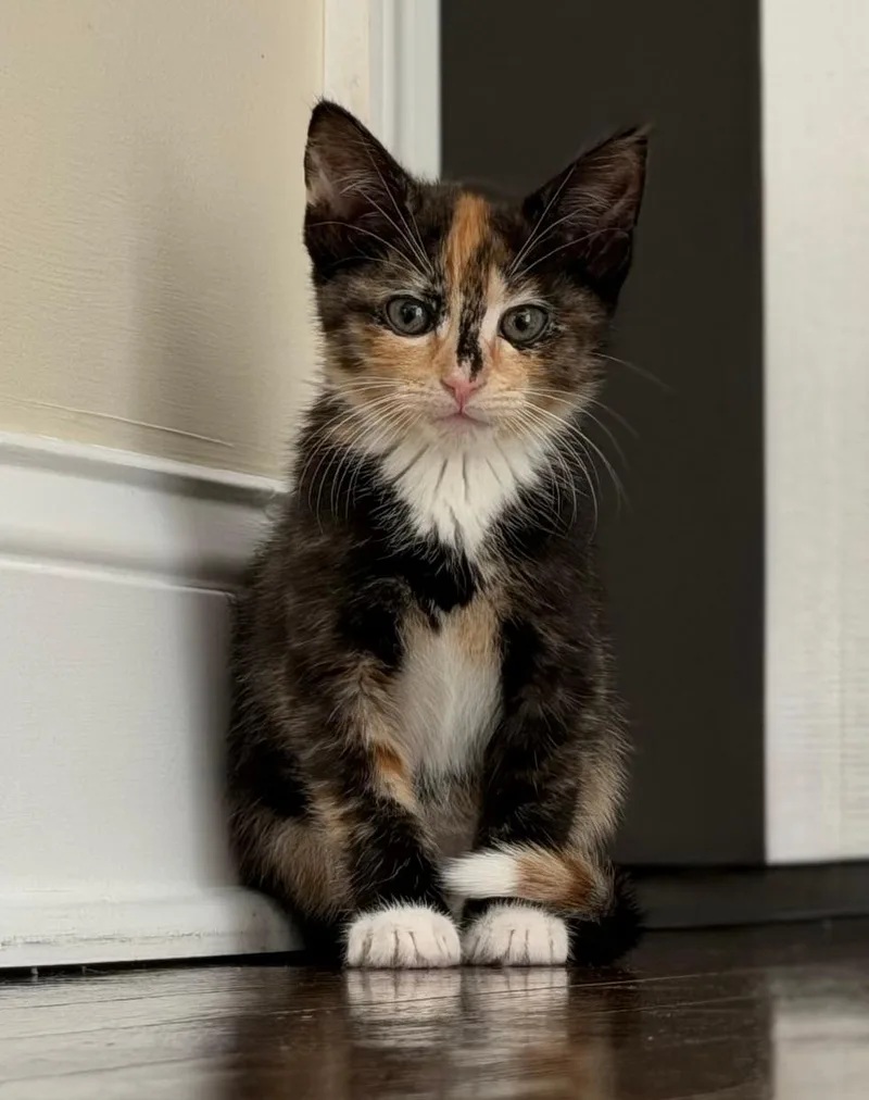 A baby medium-sized female Calico cat named Zara for adoption in Wayne, NJ