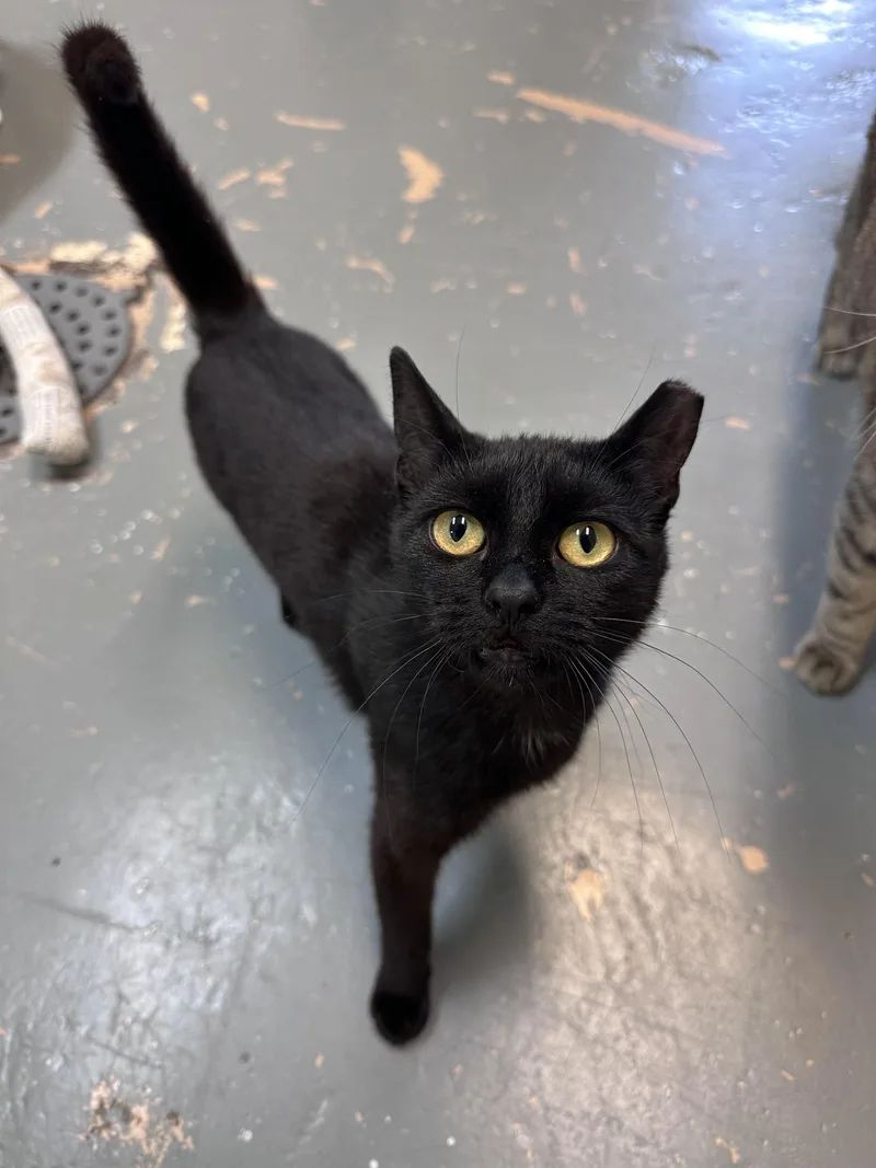 A young small-sized female Black Domestic Long Hair cat named Wren for adoption in East Northport, NY