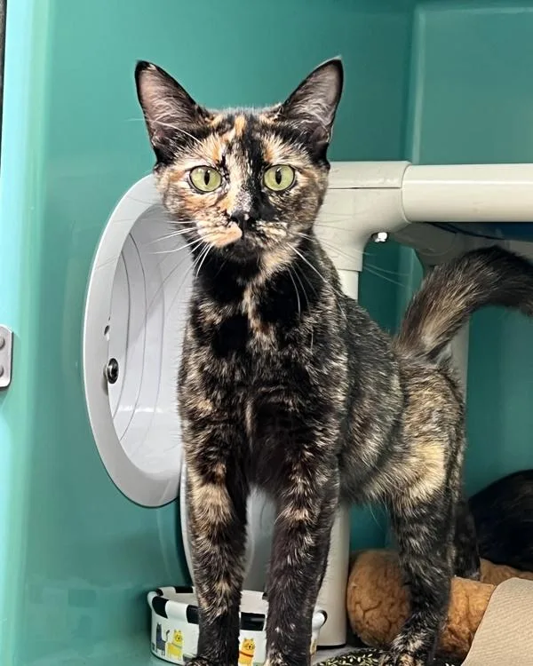 A young small-sized female Domestic Short Hair cat named Meadow for adoption in Novato, CA