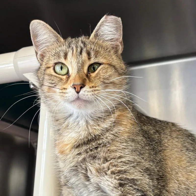 A young medium-sized female Brown / Chocolate Domestic Short Hair cat named Poppy for adoption in Chippewa Falls, WI
