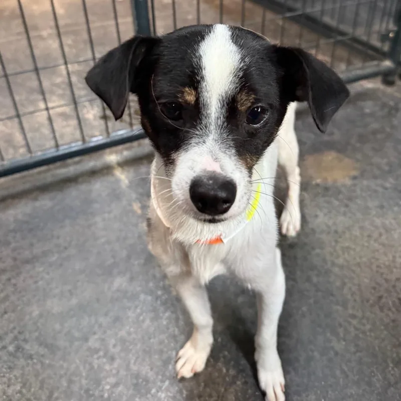 An adult small-sized male Black Chihuahua dog named Toby for adoption in Tacoma, WA