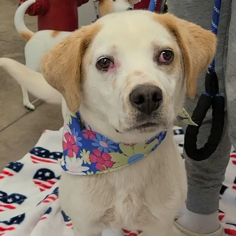 A young medium-sized male Mixed Breed dog named Aurelio for adoption in Woolwich, ME