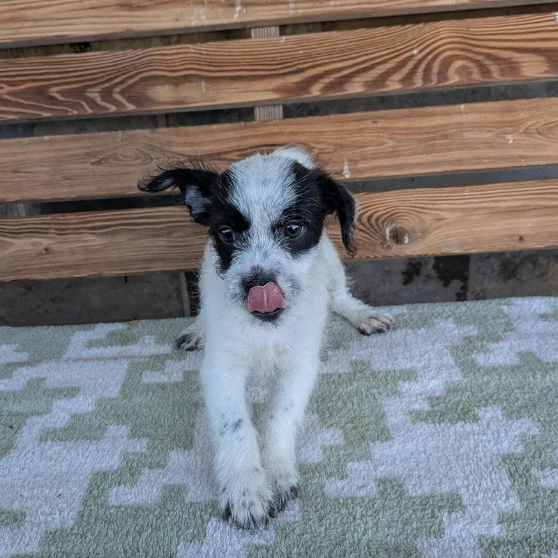 A baby small-sized male Terrier dog named Darcy for adoption in Chico, CA
