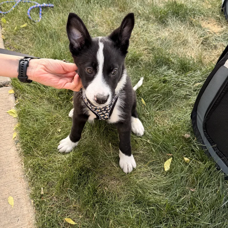 A baby medium-sized female Mixed Breed dog named Bella for adoption in Monona, WI