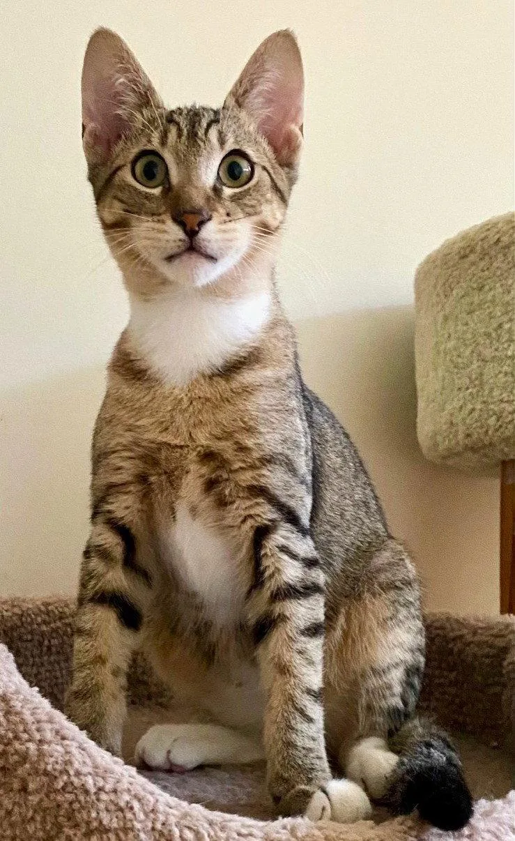 A young medium-sized male Domestic Short Hair cat named King for adoption in Leesburg, VA