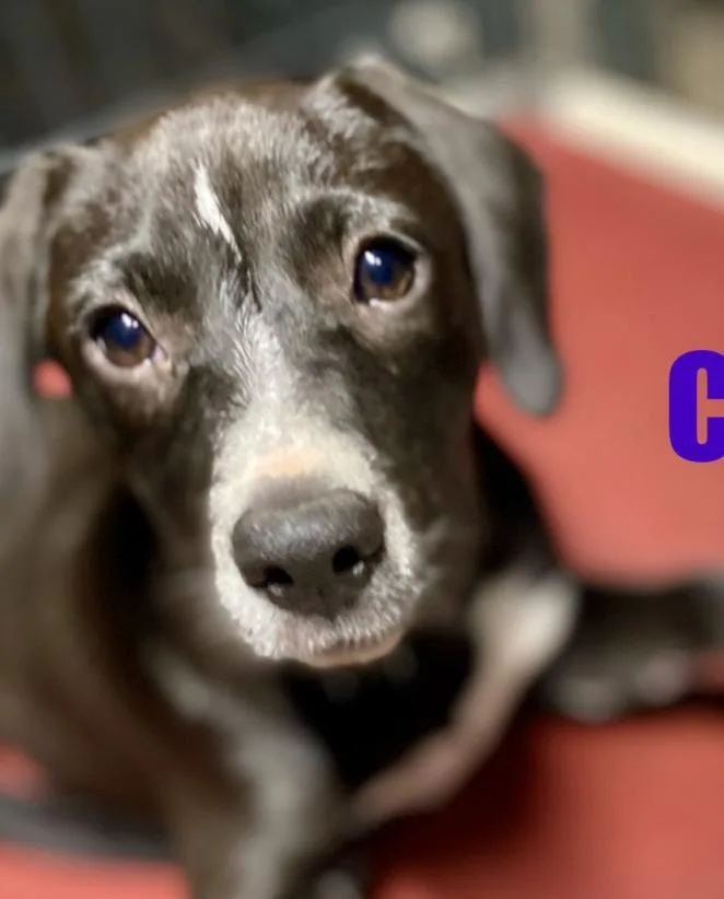 Cora Psychic thumbnail 2