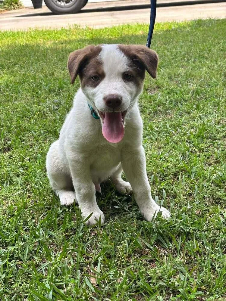 A baby small-sized male Tricolor (Brown, Black, & White) Pit Bull Terrier dog named S’more for adoption in WARNER ROBINS, GA