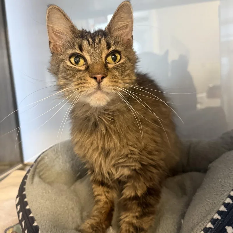 A senior medium-sized female Brown / Chocolate Domestic Medium Hair cat named Bebe for adoption in Baltimore, MD