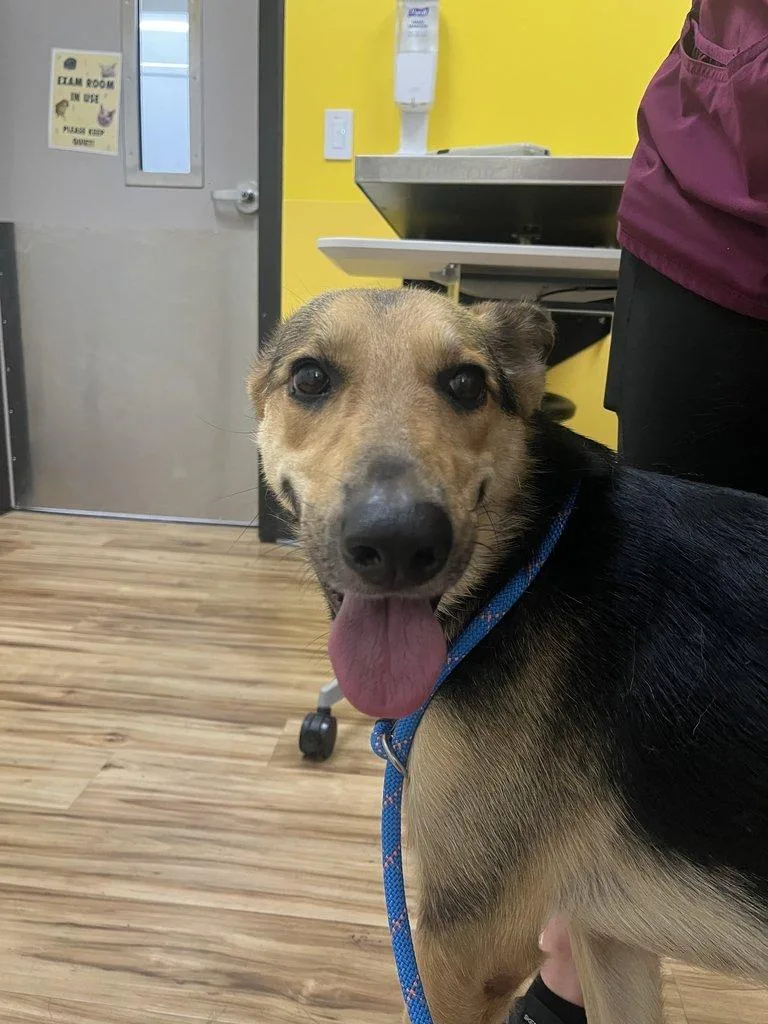 A young small-sized female Black Mixed Breed dog named Evie for adoption in Raleigh, NC