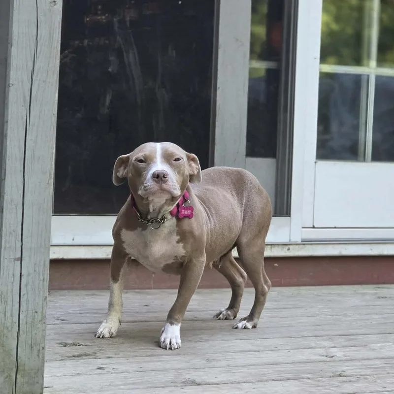 An adult medium-sized female Pit Bull Terrier dog named Annie for adoption in Schenectady, NY