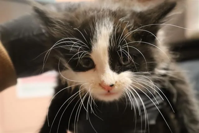 A baby small-sized male Domestic Short Hair cat named Brio for adoption in Columbia, SC