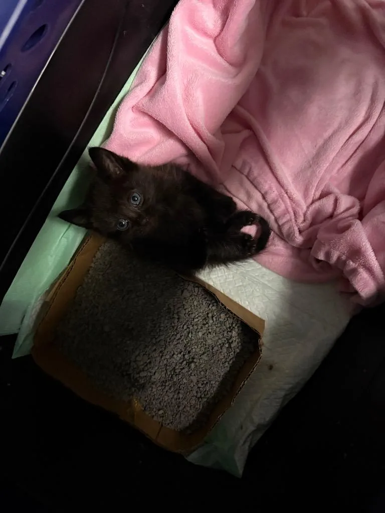 Pickles thumbnail 3