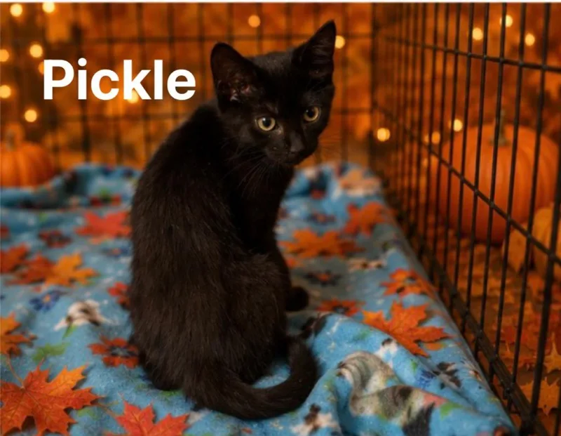 Pickles thumbnail 4