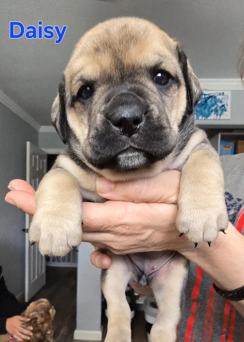 A baby medium-sized female English Bulldog dog named Daisy for adoption in Woodland, CA