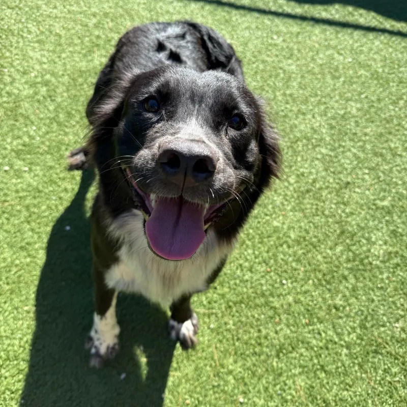 An adult medium-sized female Black Border Collie dog named Mocha for adoption in Groton, CT