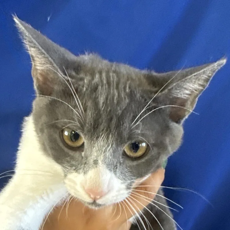 A baby small-sized female Gray / Blue / Silver Domestic Short Hair cat named Penny for adoption in Santa Barbara, CA