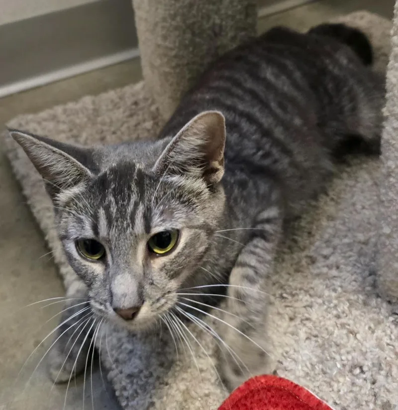 A baby small-sized female Domestic Short Hair cat named Sweet Pea for adoption in Murphysboro, IL