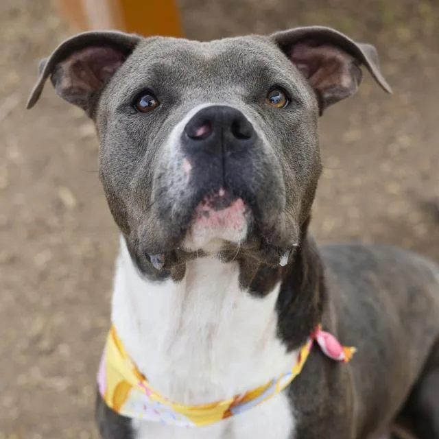 An adult medium-sized female American Staffordshire Terrier dog named Rosie for adoption in San Antonio, TX