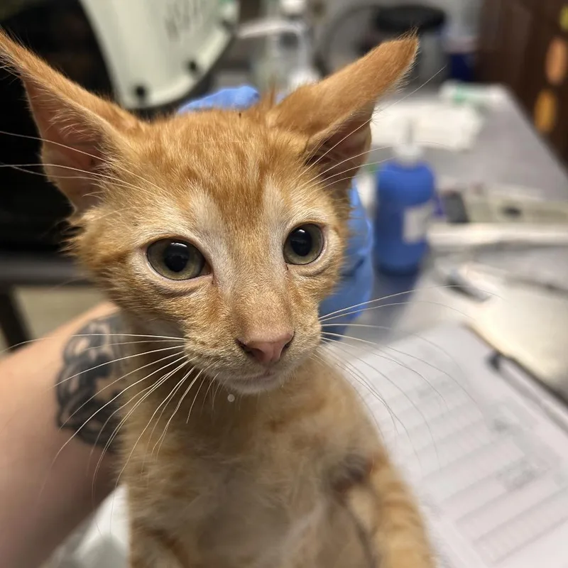 A baby small-sized male Brown / Chocolate Domestic Short Hair cat named Lemon Pepper for adoption in Summerville, SC