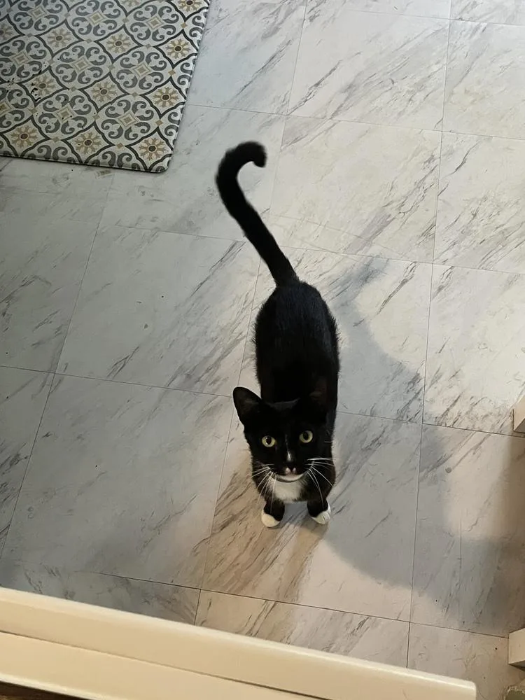 Pumpkin thumbnail 3