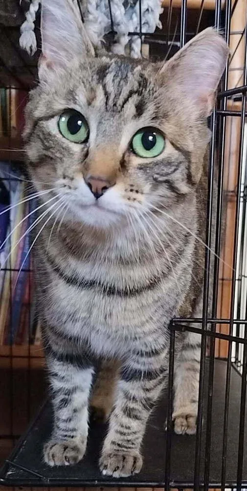 An adult medium-sized female Brown / Chocolate Domestic Short Hair cat named Taryn for adoption in Boone, CO