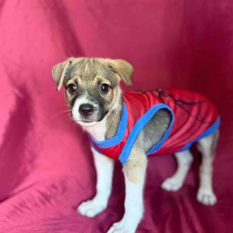 A baby small-sized male Chihuahua dog named Artreus for adoption in Washington, DC
