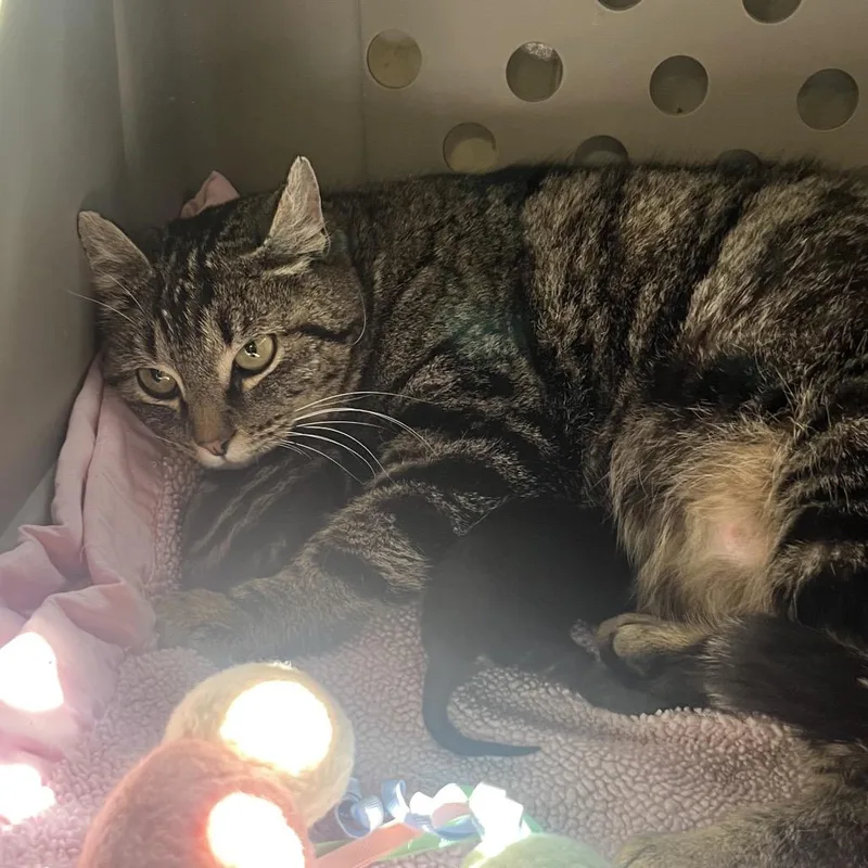 A young large-sized female Brown / Chocolate Domestic Short Hair cat named Peppa for adoption in Spokane, WA