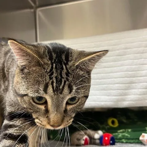 A young medium-sized male Gray / Blue / Silver Domestic Long Hair cat named Dr. Milo for adoption in Springfield, MA