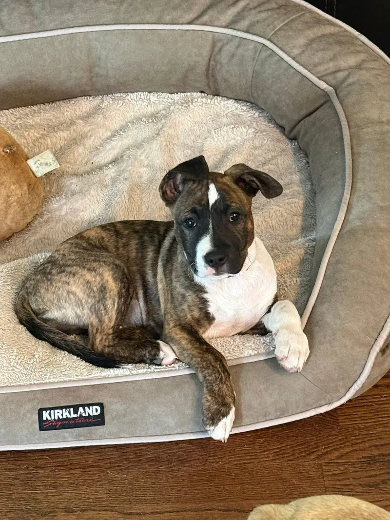 A baby large-sized female Brindle Pit Bull Terrier dog named Cheese for adoption in Painesville, OH