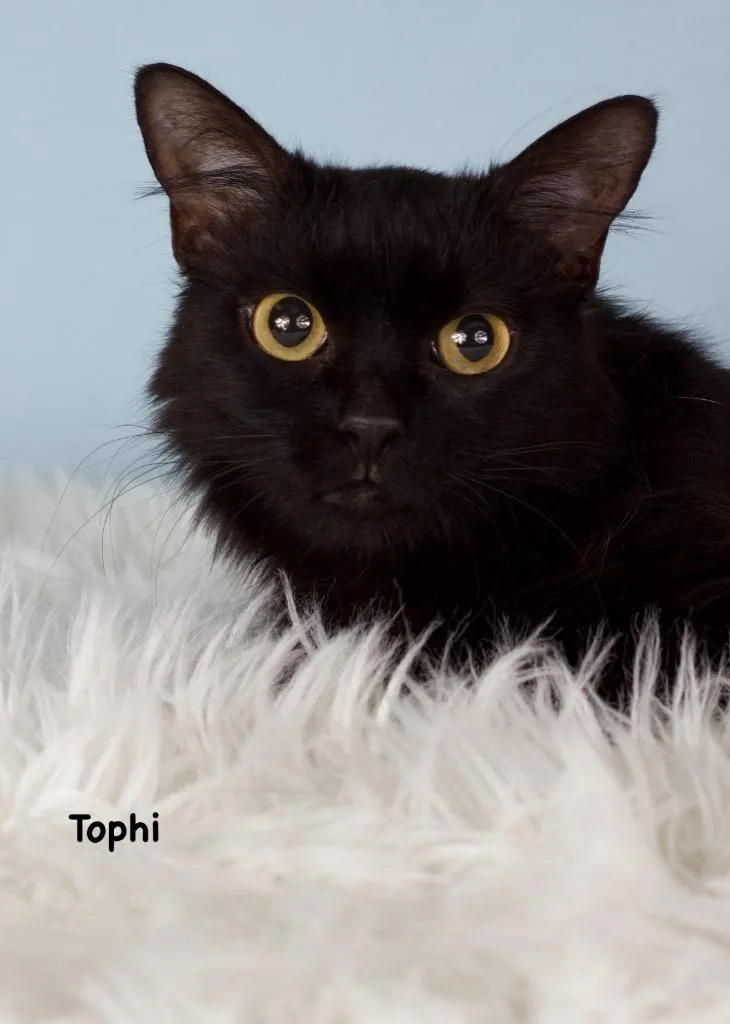 Tophi