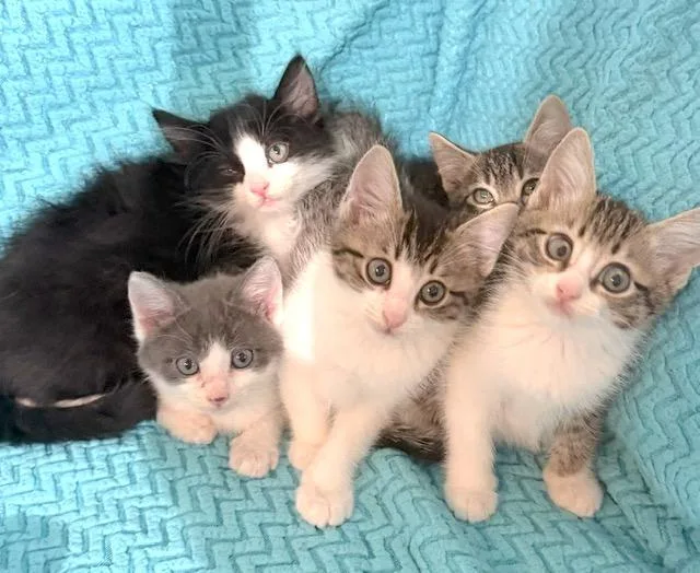 A baby medium-sized male Tabby (Gray / Blue / Silver) Domestic Short Hair cat named Nolan for adoption in Houston, TX