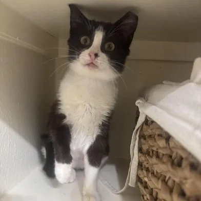 A baby small-sized female Black & White / Tuxedo Domestic Short Hair cat named Cindy Pawford for adoption in Liverpool, TX