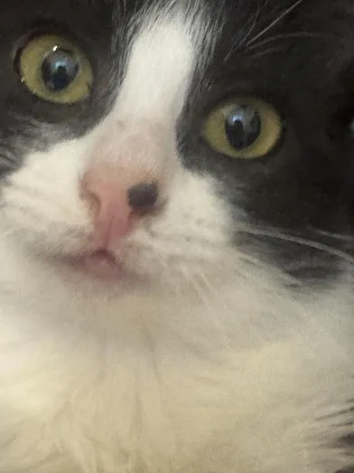 Cindy Pawford thumbnail 3