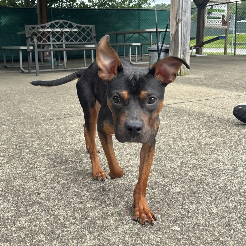 A young medium-sized female Tricolor (Brown, Black, & White) Boston Terrier dog named Nellie for adoption in Waynesburg, PA
