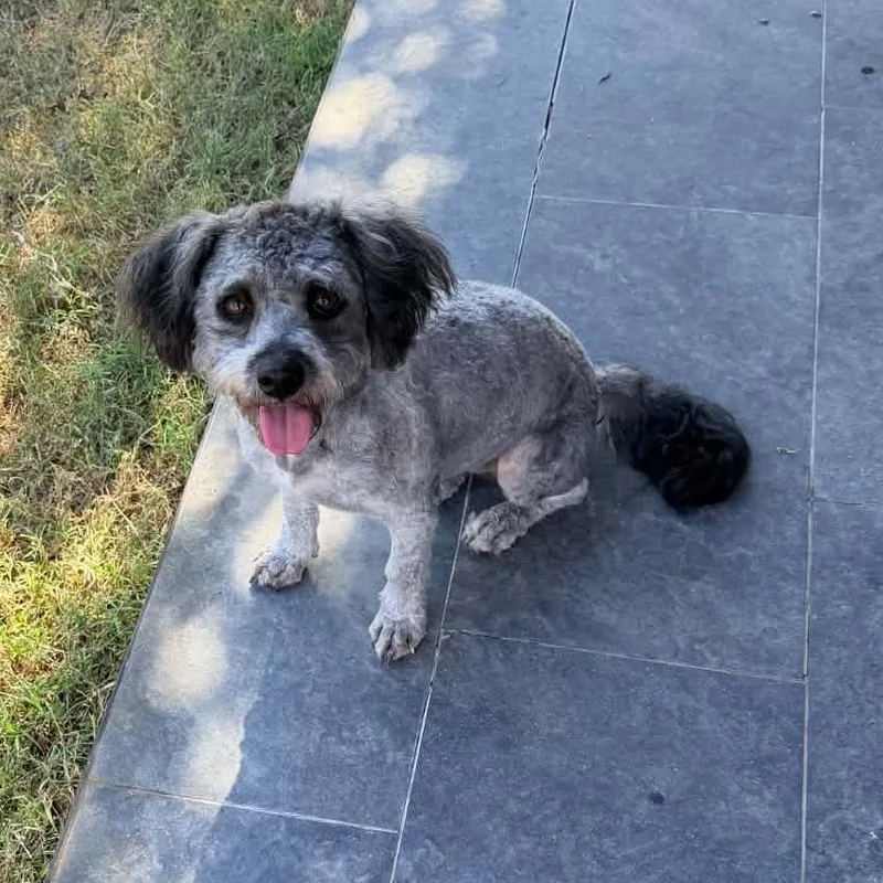 A young small-sized female Gray / Blue / Silver Standard Poodle dog named Mandy And Mindy for adoption in Kaufman, TX