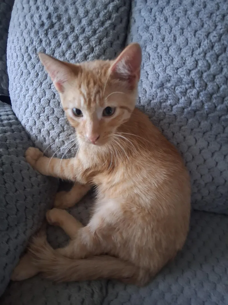 A baby medium-sized female Domestic Short Hair cat named Marris for adoption in Pocatello, ID