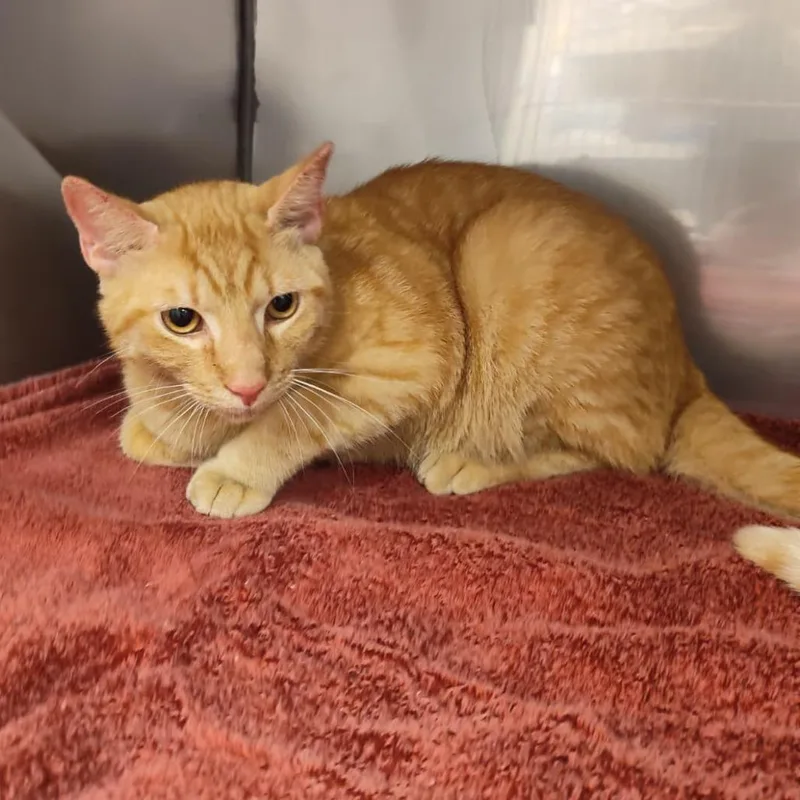 A young small-sized male Orange / Red Domestic Short Hair cat named Harlow for adoption in Lake Panasoffkee, FL