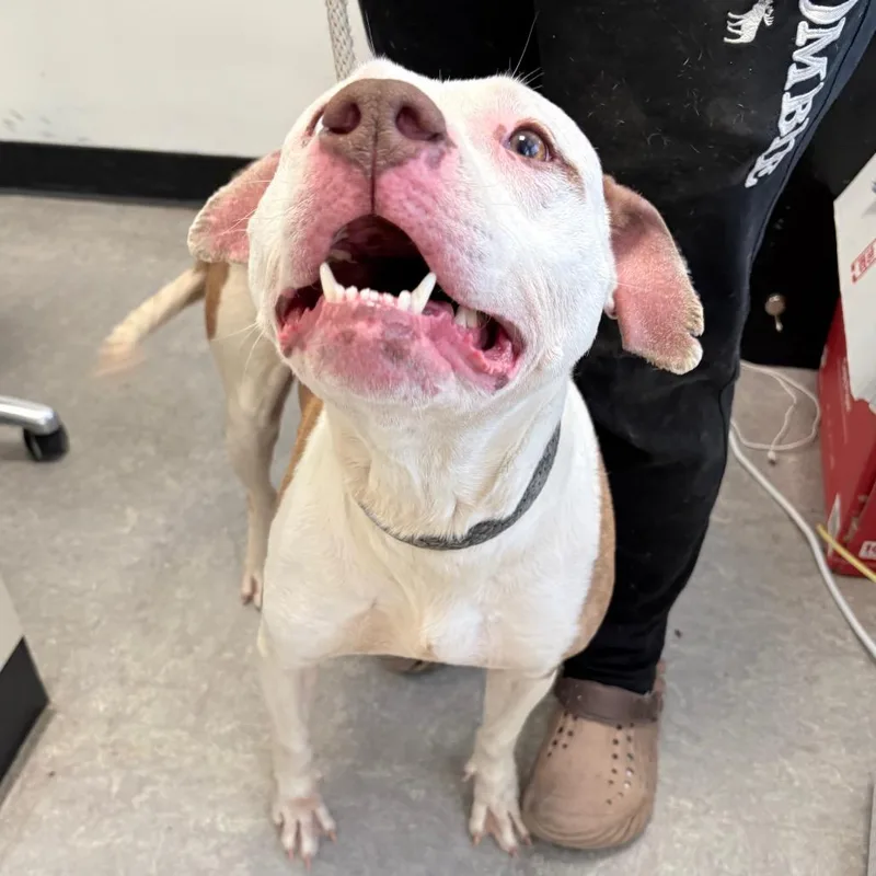 An adult medium-sized female White / Cream Mixed Breed dog named August for adoption in Philadelphia, PA
