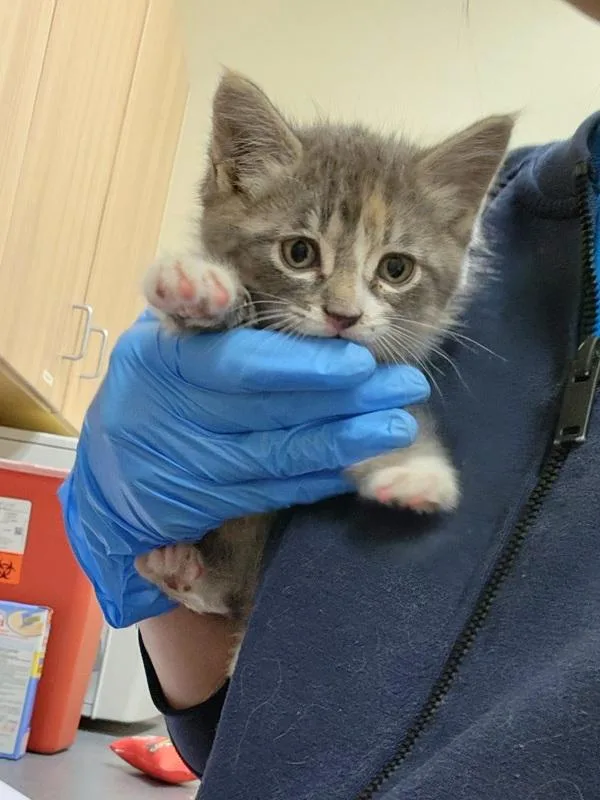 A baby small-sized female Domestic Short Hair cat named Ada for adoption in Kennewick, WA