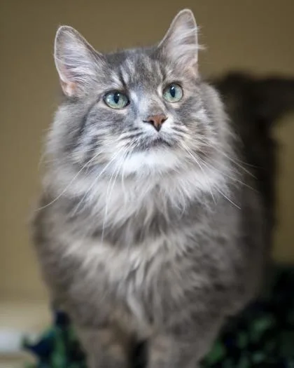 An adult large-sized female Domestic Long Hair cat named Fluffy for adoption in Pequot Lakes, MN