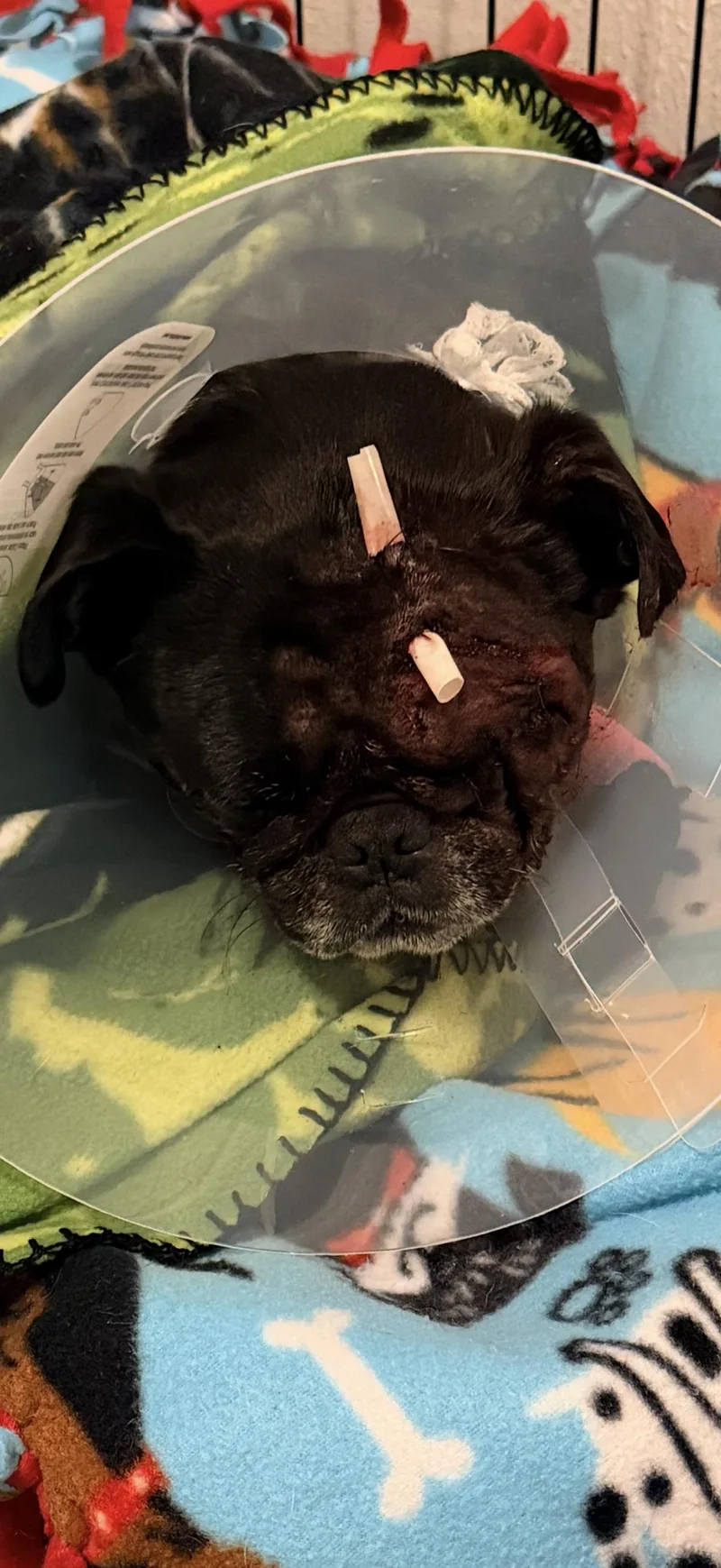 An adult medium-sized male Pug dog named Yogi for adoption in West Richland, WA