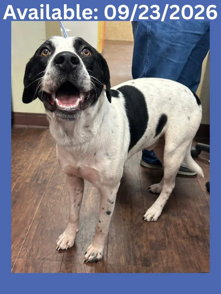 A young medium-sized male Pointer dog named Dog Kennel Spark for adoption in Greenville, TX