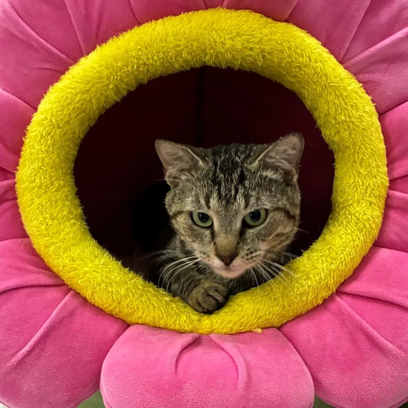 An adult small-sized female Brown / Chocolate Domestic Medium Hair cat named Pk for adoption in Hattiesburg, MS