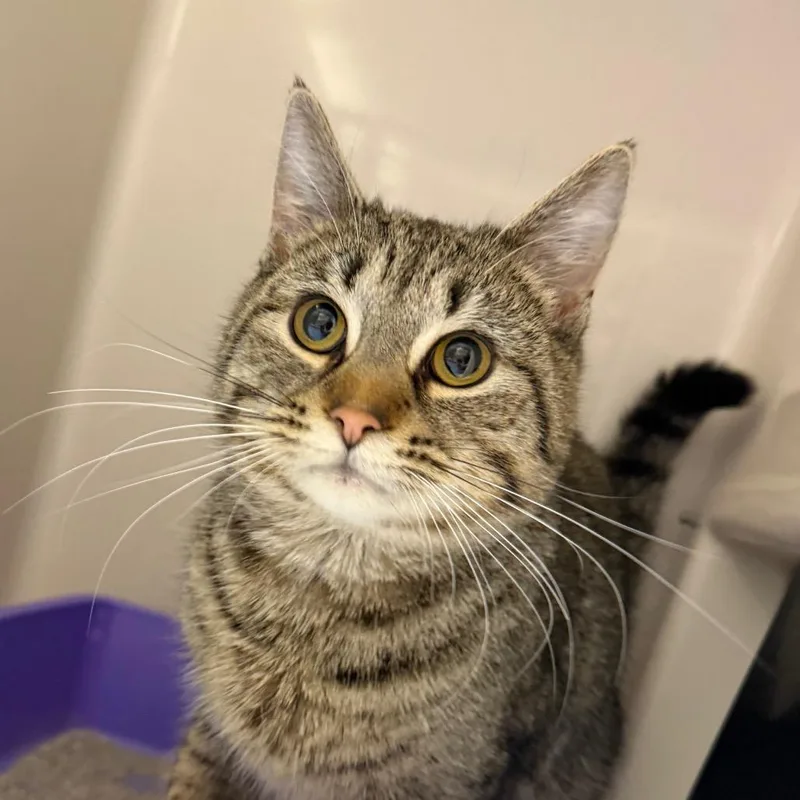 A young medium-sized male Black Domestic Short Hair cat named Cassian for adoption in Watertown, NY